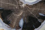 Petrified Wood (Schinoxylon) Round - Blue Forest, Wyoming #362435-1